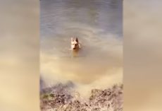 Bella Loves To Swim But When It’s Time To Leave, Her Tantrum Kicks In