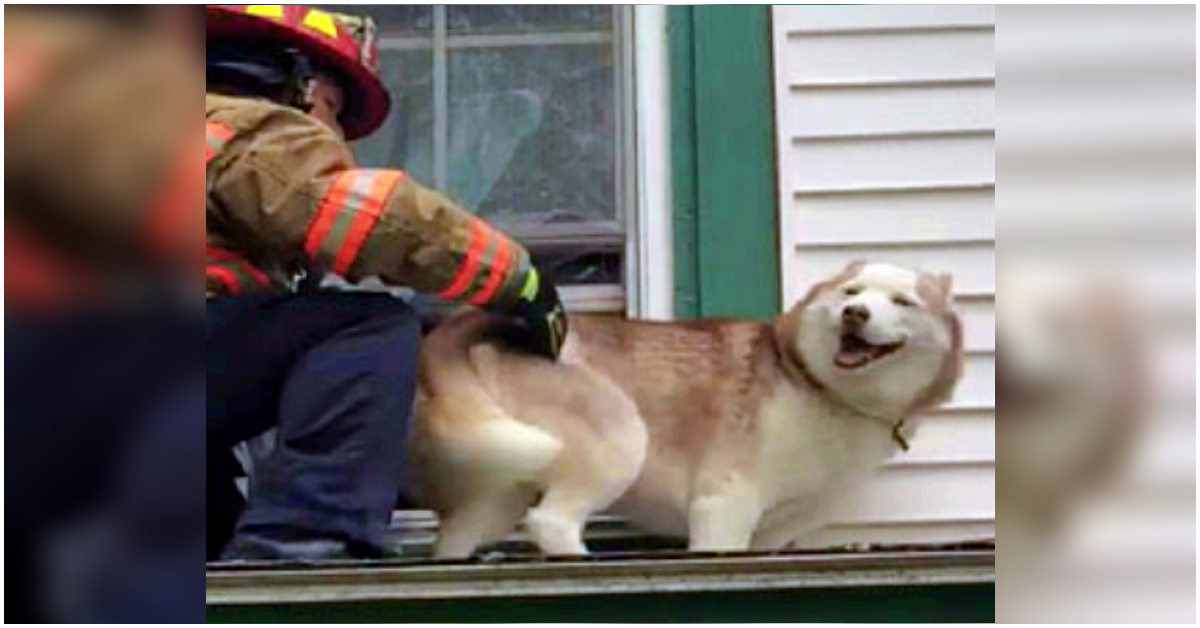 Firefighter Rescues Husky From Roof Then Pup Thanks Him In The Cutest Way