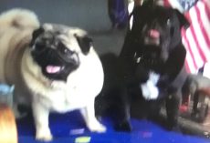 Man Distraught After His Two Pugs Stolen From Car, Police Seeking Information