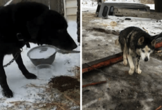 New Law Passes: Owners Could Now Be Jailed For Leaving Their Dogs Out In The Cold