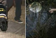 Anxious Dog Leads Owner To A Pond. Her Heart Stops When She Sees A Dark Figure