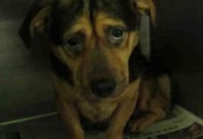 Couple Sees The Saddest Dog Photo And Adopts, Despite Warnings From Shelter