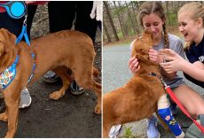 Dog Was Lost In Mountains For 62 Days – Endured Freezing Temps & 100 Mph Winds