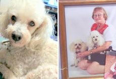 Service Dog Brutally Beaten Up By Robbers, Elderly Owners Forced To Euthanize Her