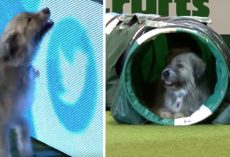 Dog Breaks All The Rules During Agility Run And Has Fun Doing So