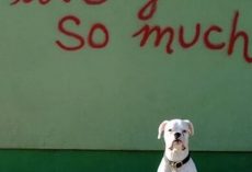 My last day on Earth: Dear Dad, I will pass the rainbow bridge – this is my letter for goodbye!
