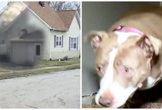Hero Pit Bull Stops Burglar In His Tracks, Criminal Yells For Help From Cops