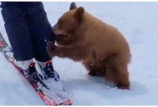 Friendly Ski Resort Bear Cub May Be Euthanized For Being “Too Nice”