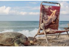 Dead Sea Turtle Strangled By Beach Chair Is A Grim Reminder For All Humans