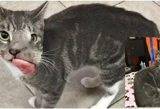 They Took One Look At Grotesque Cat & Deemed She Rightfully Deserved To Die