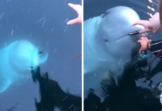 Woman Accidentally Drops Phone In Sea, But A Friendly Whale Returns It To Her