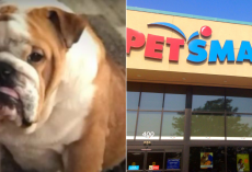 Yet Another English Bulldog Dies After PetSmart Grooming-The 32nd Death Since 2015!