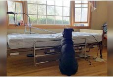 He Sat At Empty Hospital Bed, Waiting For His Dead Owner Who’d Never Come Back