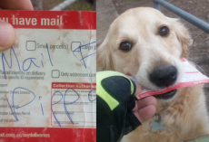 Dog Waits For Mail Every Day, So Mailman Improvises On Days There Is None