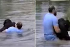 Zoo Staff Refuse To Save Drowning Chimp, Suddenly Man Jumps Into Enclosure