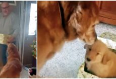 Golden Devastated After Doggy Sister Died And Family Gifts Him A New Puppy Brother