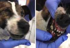Dog Abandoned On The Road With Her Eyes And Mouth Glued Shut