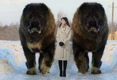 10 Abnormally Large Dogs In The World