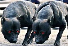10 Guard Dogs You Don’t Want To Mess With