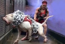 10 Most Aggressive Dogs You Should Avoid