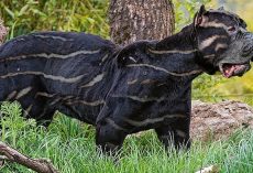 10 Rarest Dog Breeds in the World