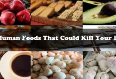 12 Human Foods That Could Kill Your Dog