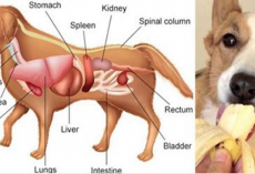 35 Healthiest Human Foods You Can Feed Your Dog (And The 12 That Could Kill Your Dog)