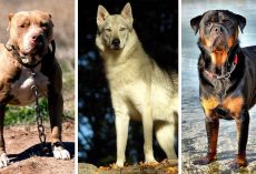 7 Most Banned and Dangerous Dogs Around In the World