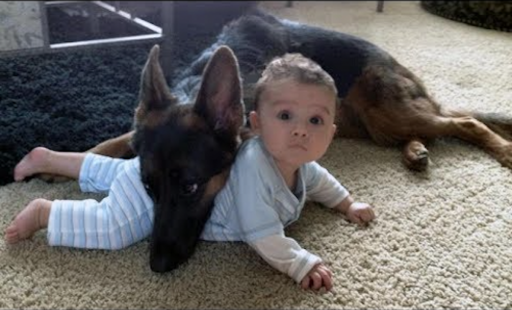German Shepherds Protect Babies and Kids Compilation The Best