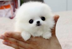 The SMALLEST DOG BREEDS in the World