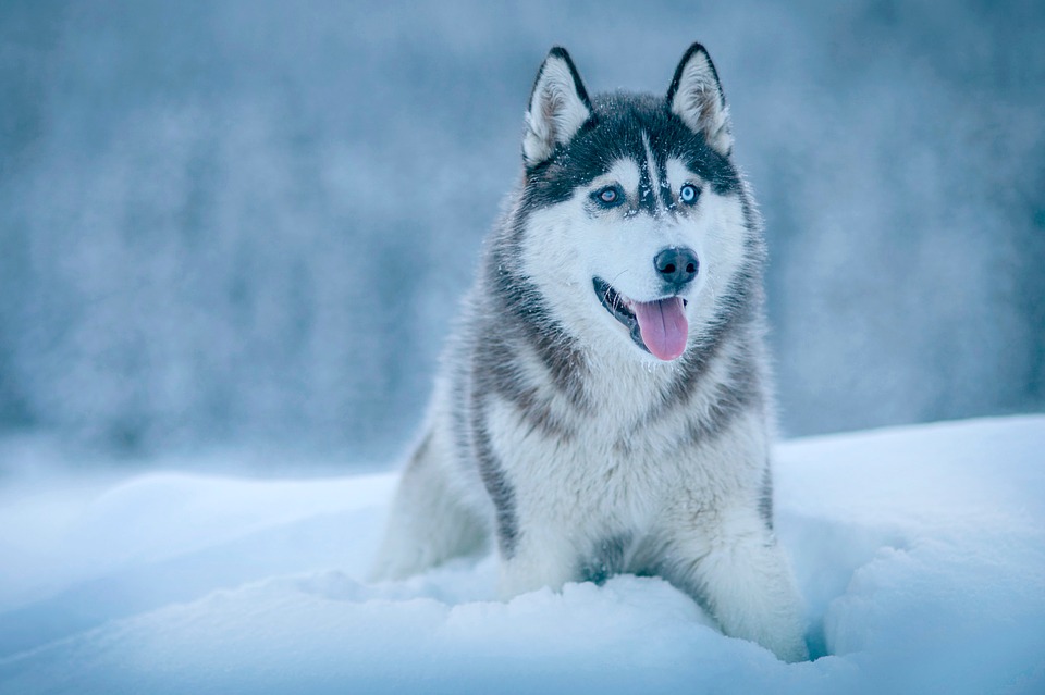10 Most Powerful Dog Breeds In The World