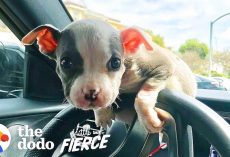 Emaciated Pit Bull Puppy With 50% Chance Of Survival Grows Up Into The Most Gorgeous Pittie Ever!