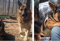Dog’s born with dwarfism, doesn’t let his disability stop him from living life to the fullest