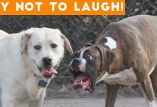 Get Ready To Laugh Out Loud! – Best FUNNY DOG Video Compilation