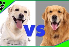 Golden Vs. Labrador – Differences Between Labrador Retriever and Golden Retriever