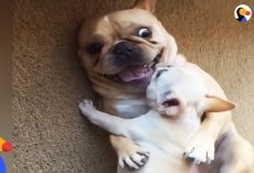 Hilarious French Bulldog Gets New Baby Brother