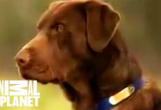 Is the Labrador Retriever right for you?