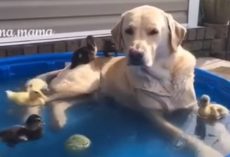 Labrador Lounges in Pool and Provides an Island for Baby Ducks. So Cute!