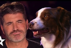 Simon Cowell’s FAVORITE Dog Auditions On Got Talent!