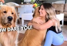 What Happens When You’re Hugging Another Dog Too Long? Jealous Dog’s Reaction Is PRICELESS!