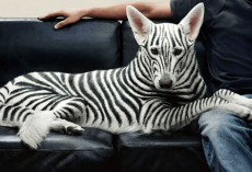 10 Most Expensive Dogs You Won’t Believe Exist