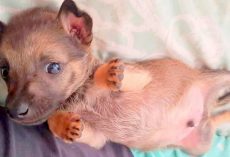 6-Week-Old Puppy Rescued From Kids Throwing Rocks at Him