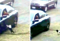 Dog Doesn’t Realize He’s Abandoned, Thinks His Owner Forgot Him By Mistake & Chases After Car