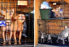 Lousy Crook Locks 7 Dogs In Tiny Storage Unit With No Food, Water Or Ventilation