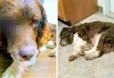 Sicko Abuses & Shoots Family Dog In The Face, Dog Wags Tail At Dad Before Dying