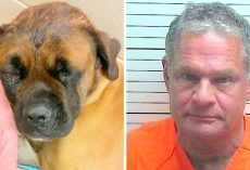 Doctor Hits Gentle Dog With Hammer & Shoots Him, Claims It Was In Self-Defense