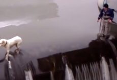 Man Puts It All On The Line And Attempts Rescue Of A Dog On The Edge Of A Dam