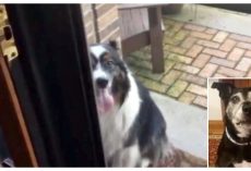 Dog Found A New Best Friend All On His Own And Comes To Visit Everyday