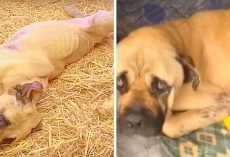 Dog Saw His Brother Die From Abuse And Fears He’s Next On His Owner’s Kill List