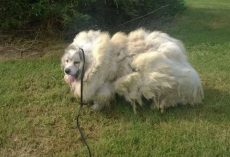 Dog Trapped In Barn For 6-Years Is Given An Astounding Makeover And A Brand New Life